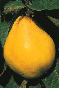 WRANJA
