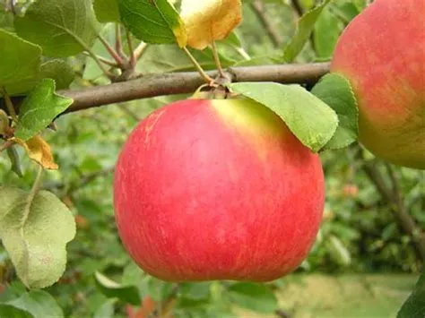 Astakant rouge