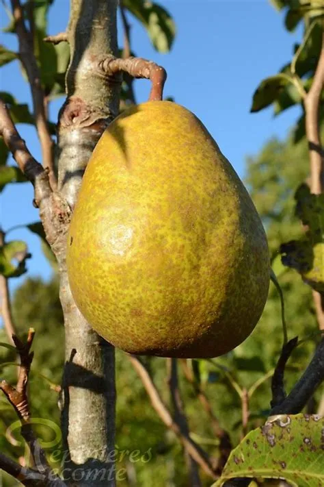 duchesse angoulème