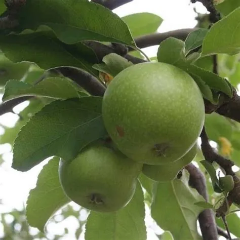granny smith