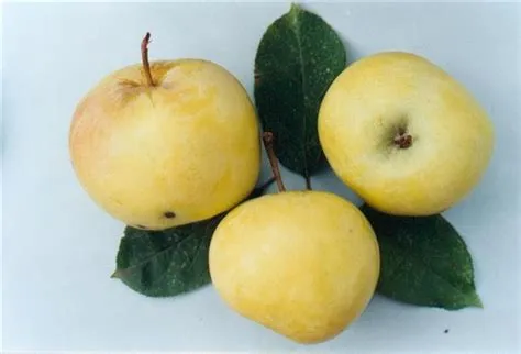 pommes de moissons