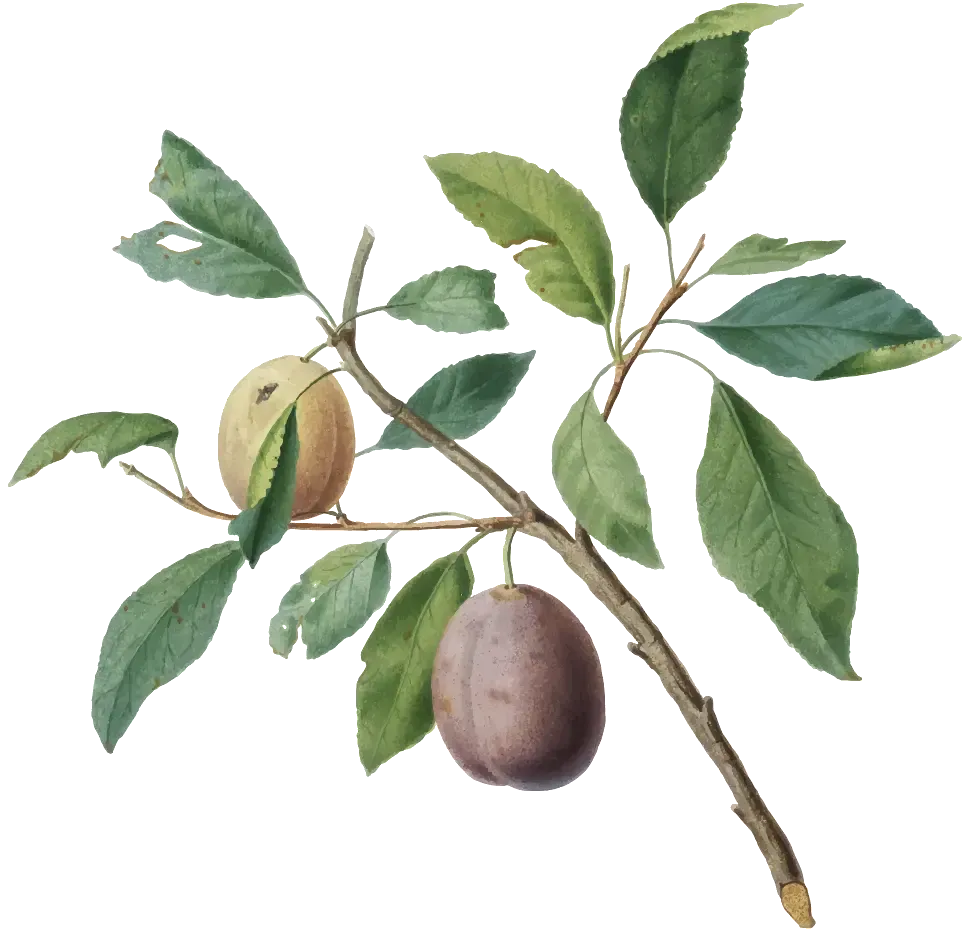 griante