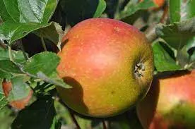 reinette d'anjou