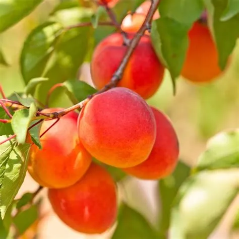 rouge du roussillon