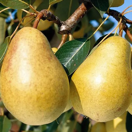 sucrée de Monluçon